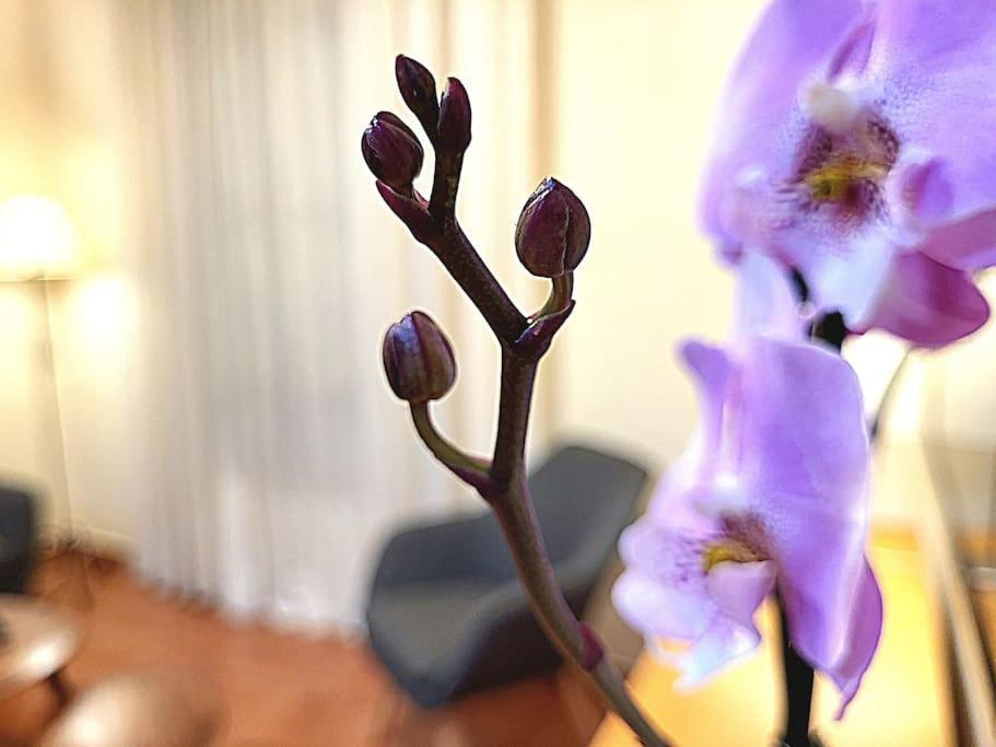 Flamenco, Apartamento Exclusivo De Dos Habitaciones En El Pleno Del Casco Antiguo, Alicante, Playa, Centro Historico, Rambla Екстериор снимка